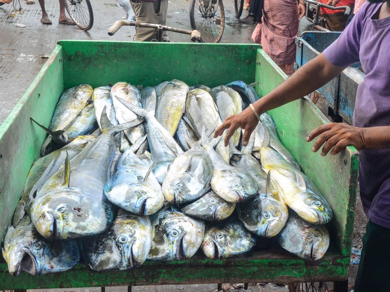 Centre releases Rs 2,208.74 crore to states for big push to fisheries sector