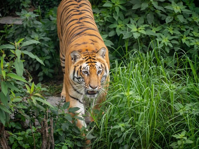 Nepal to build first-ever tiger sanctuary to promote eco-tourism