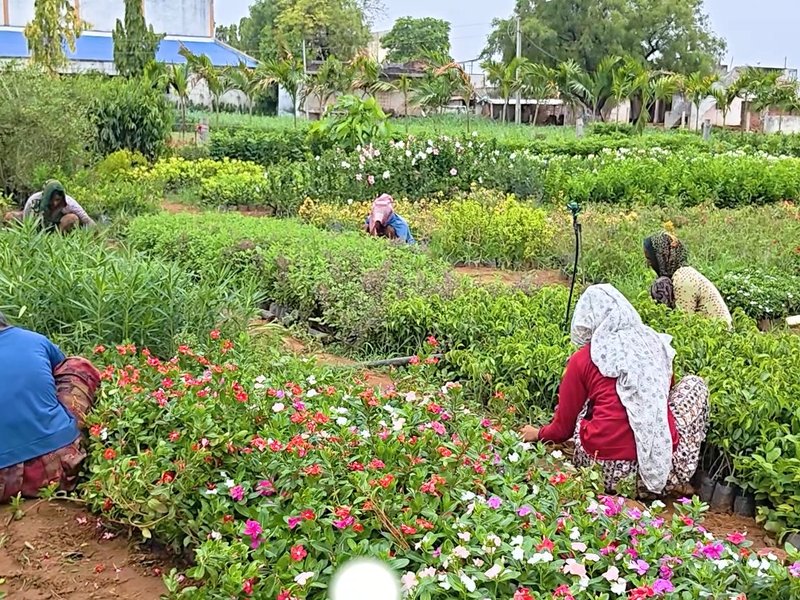 गुजरात: वन महोत्सव के दौरान वृक्षारोपण की व्यापक तैयारी, वितरित किए जाएंगे 11 करोड़ से ज्यादा पौधे