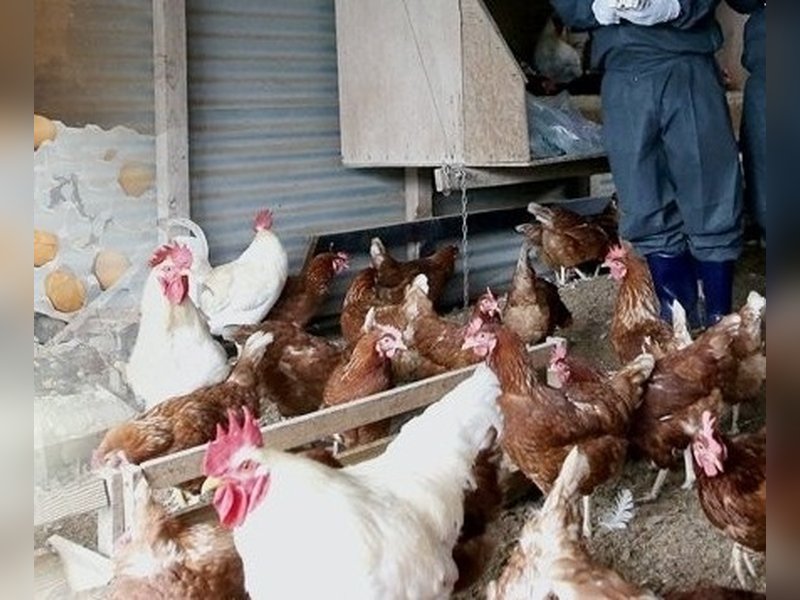India's poultry sector revenue likely to rise nearly 7 pc in FY27: Report