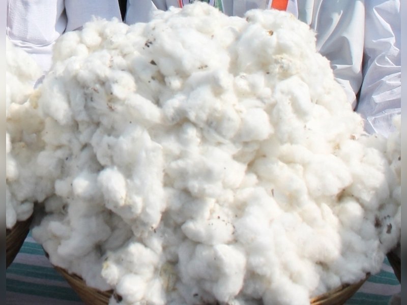 Cotton blossoms as India’s ‘white gold’