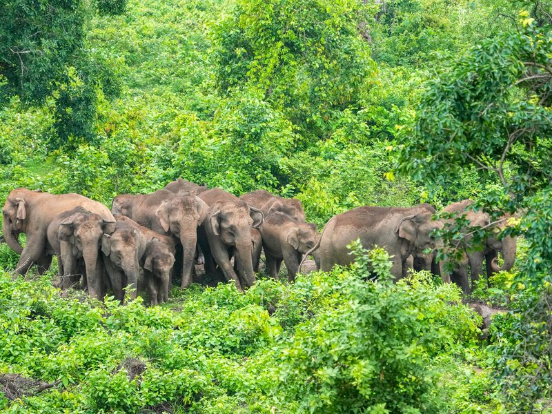 Clarion call to save our gentle giants on World Elephant Day
