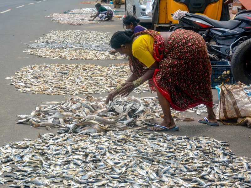 How PM-MKSSY is insuring India’s Blue Economy