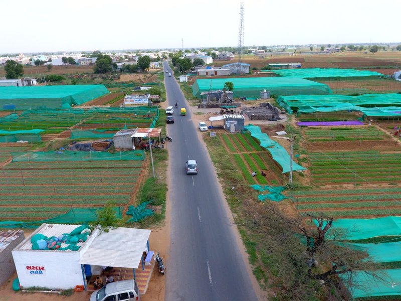 Gujarat: Madhi's plug nurseries grow into Rs 100 crore horticulture hub (Photo: IANS)