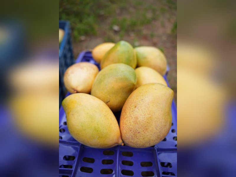 India exports Neelam, Totapuri mangoes to Maldives for first time