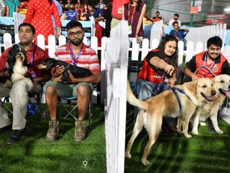 Gujarat: Nearly 20,000 pet dogs registered in Ahmedabad; Labradors emerge as 'most popular' breed