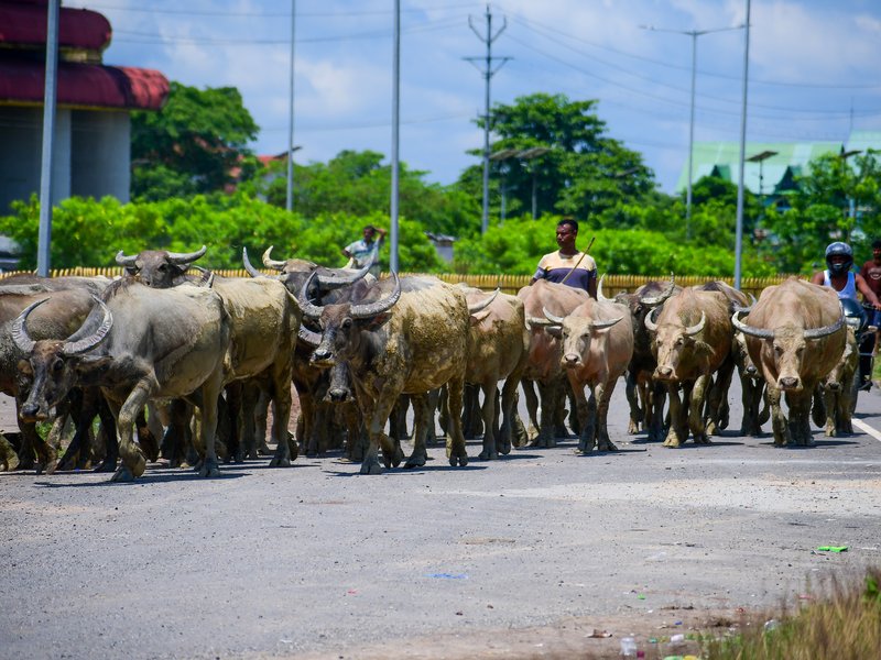 Over 50 lakh dairy farmers receiving Kisan Credit Card benefits: Minister