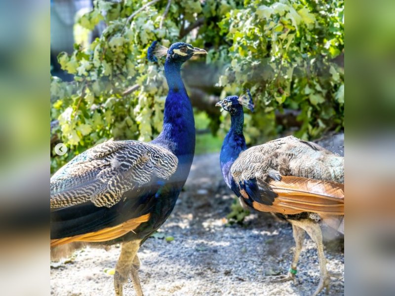 'Photo of the Week': UN celebrates arrival of five peacocks gifted by India at Ariana Park in Geneva 