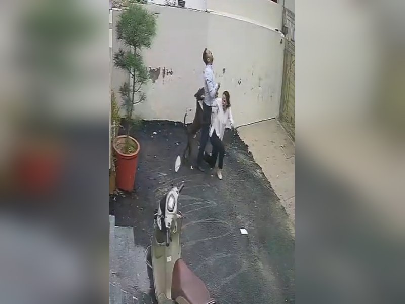 Couple attacked by Pitbull while viewing rental house in Patiala, video emerges