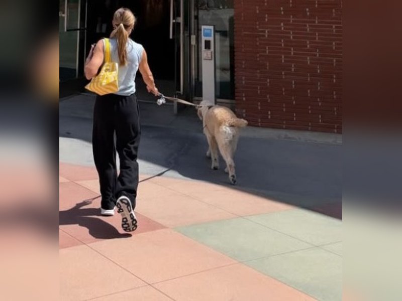 Kristen Bell shares BTS from ‘Frozen 3’ making with her ‘temporary’ furry ‘admin assistant’