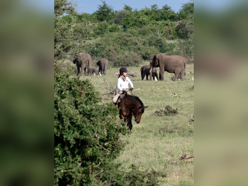 Amy Jackson: Elephants remind us that every animal is a masterpiece of nature! (Photo: Amy Jackson/Instagram)