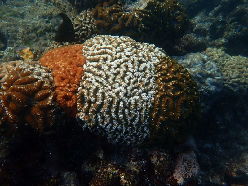 Tricolour corals offer clues to climate resilience