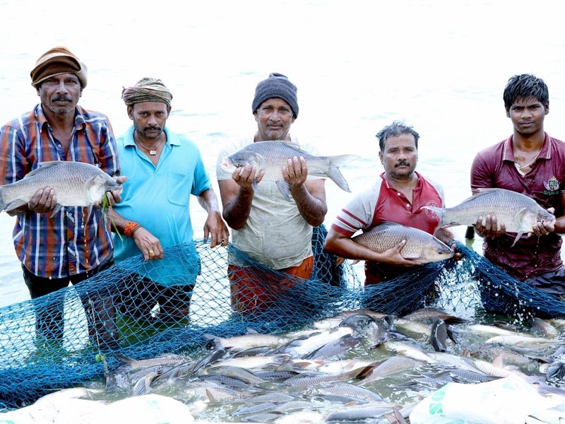 India world’s 2nd-largest fish producer, contributes 8 pc to global output
