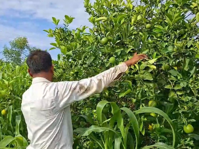 'वीबी-जी राम जी' योजना से बदली किसान की तस्वीर, मौसंबी की खेती से हो रही अच्छी आमदनी
