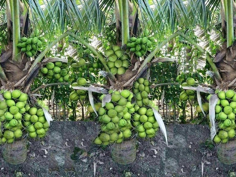 India tops global coconut production with 31.24 pc of output