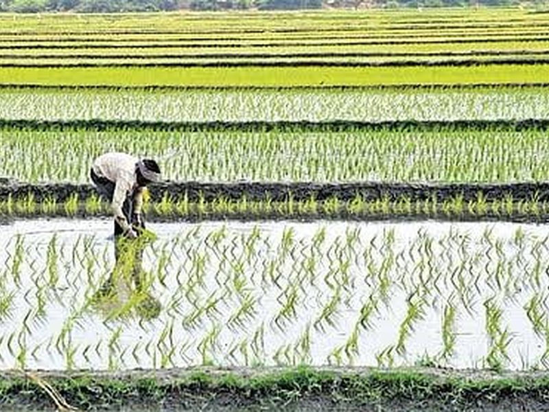 PM-AASHA boosts procurement, digital reforms to raise farmer incomes