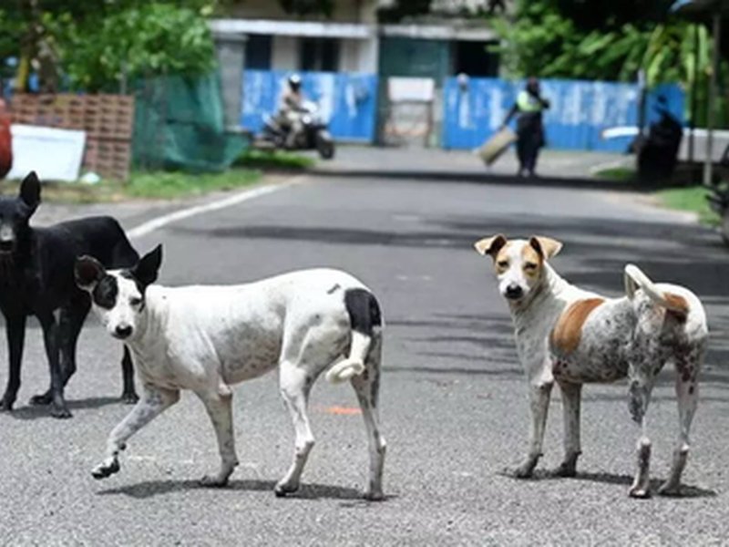 Three-year-old mauled by stray dog in Maharashtra's Beed; receives 12 stitches on face