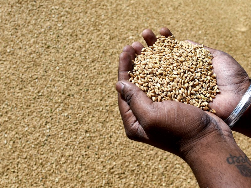 Govt removes export curbs on wheat flour, maida, semolina