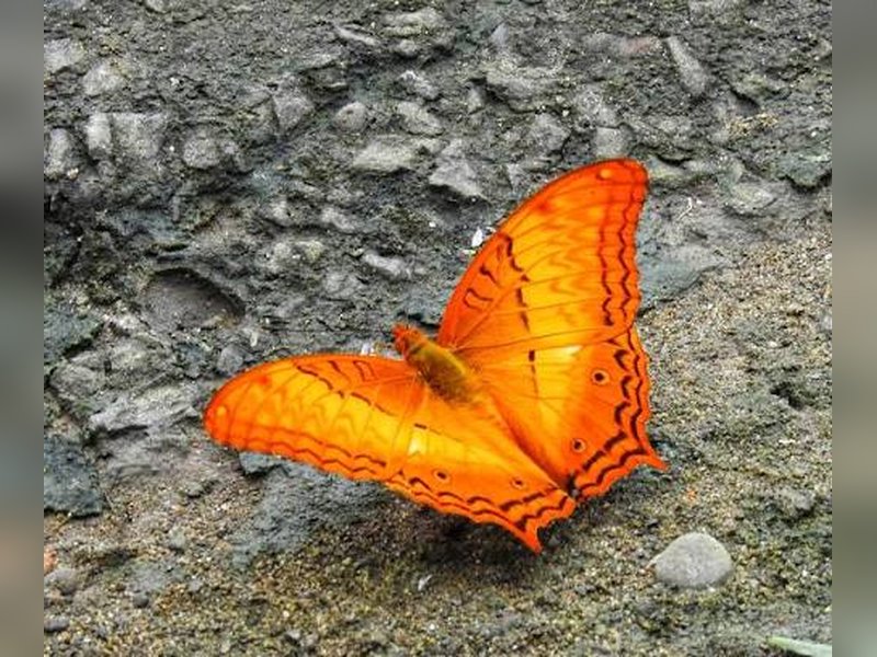 Dhing Patkai home to 165 butterfly species, including 37 endangered ones