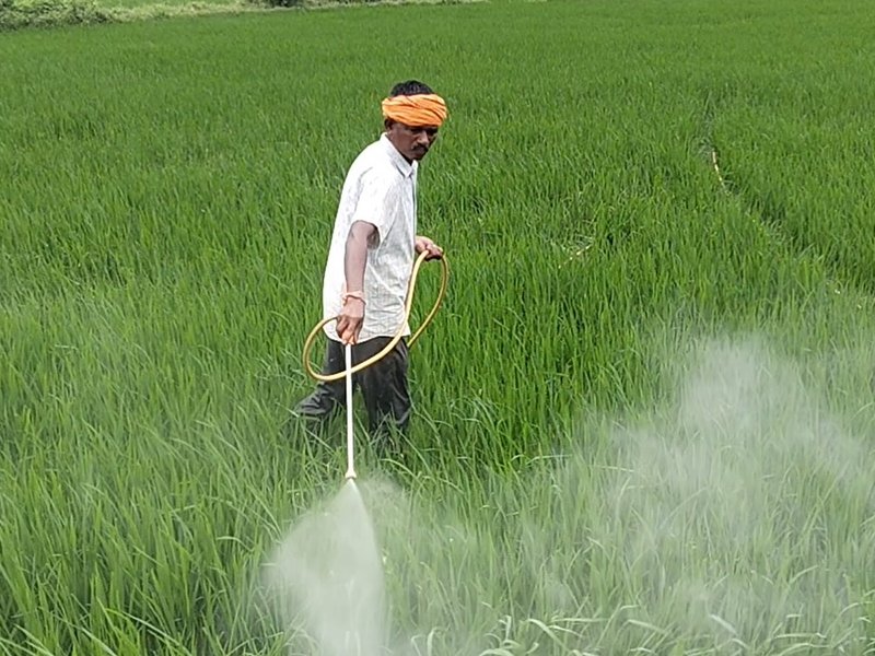 छत्तीसगढ़: धमतरी के किसानों के लिए वरदान साबित हुई फसल बीमा योजना, टूटा 5 साल का रिकॉर्ड 