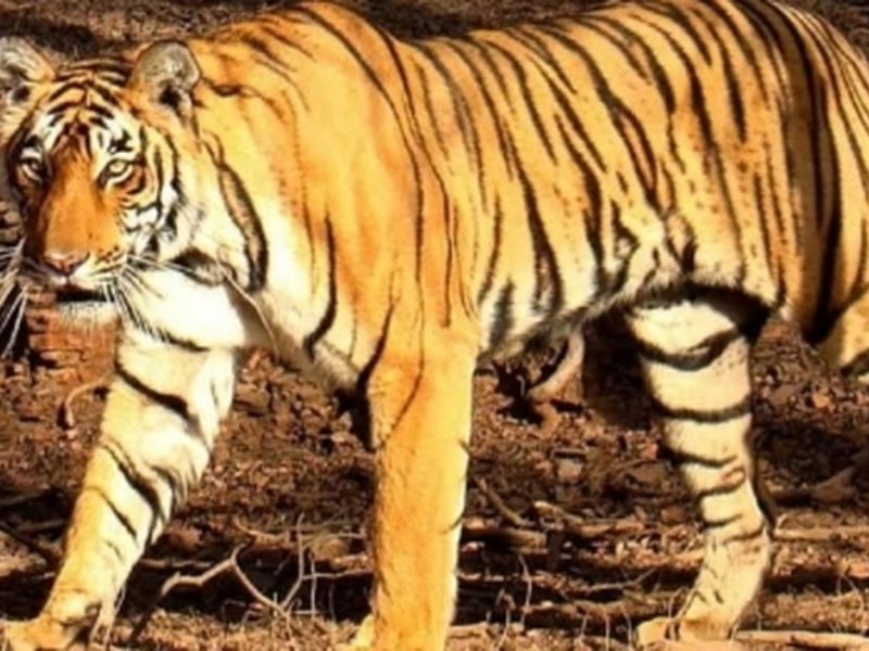 Tigress captured after wandering close to residential areas in Karnataka's Chamarajanagar