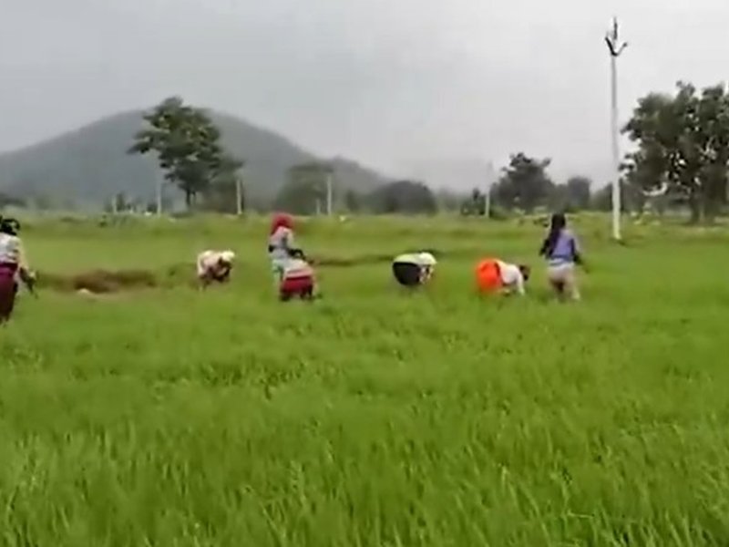 Chhattisgarh: Crop insurance scheme turns out to be boon for Dhamtari farmers (Photo: IANS)