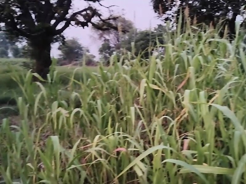 हरियाणा: जींद के किसानों के लिए वरदान साबित हो रही 'मृदा स्वास्थ्य कार्ड योजना', कम लागत में ज्यादा उपज संभव