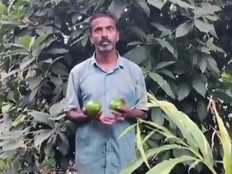 पीएम के 'मन की बात' में जिक्र के बाद चिकमगलूर में तेजी से बढ़ रही एवोकाडो की खेती