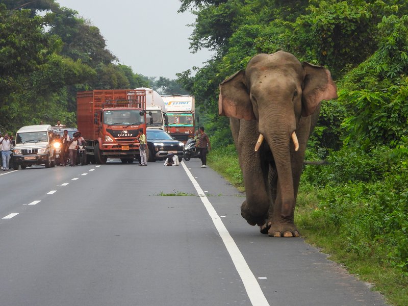 NHAI mandates minimum 80 pc plantation coverage, 90 pc survival rate along National Highways