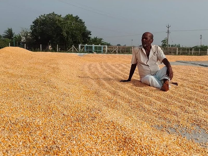 Farmers in TN's Salem raise alarm over poor yield from subsidised maize seeds