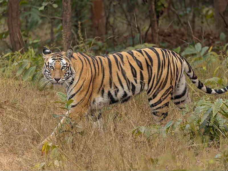 Tiger capture operation launched in TN’s Gudalur Vimalagiri after cattle attacks