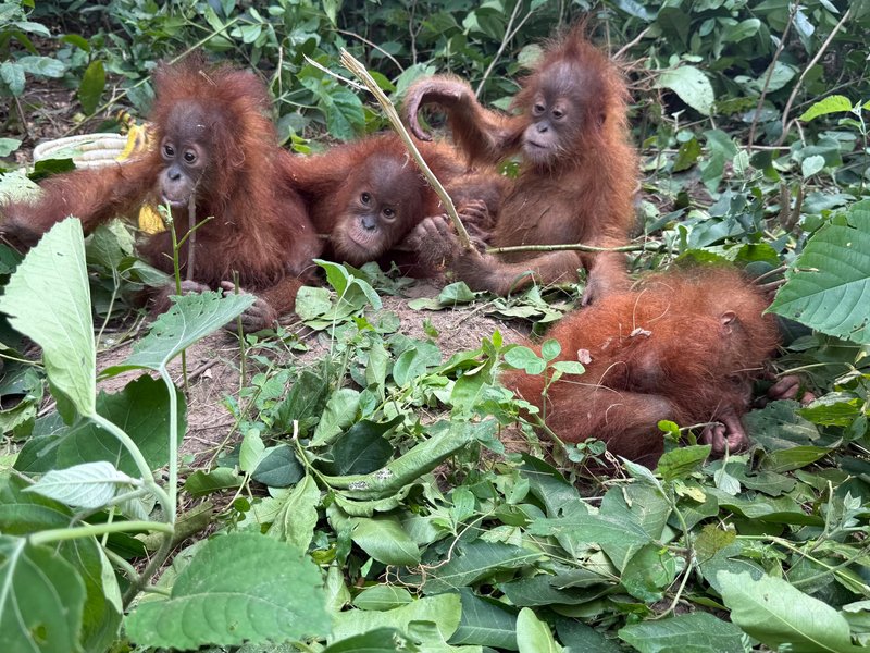 Five orangutans rescued from Odisha forest, wildlife smuggling suspected