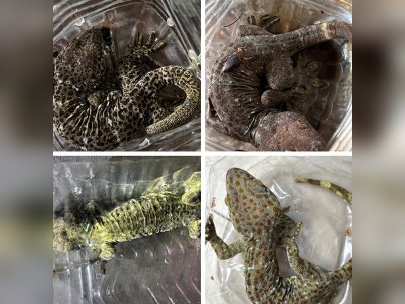 DRI cracks down on illegal wildlife trade in 6 operations, 13 held