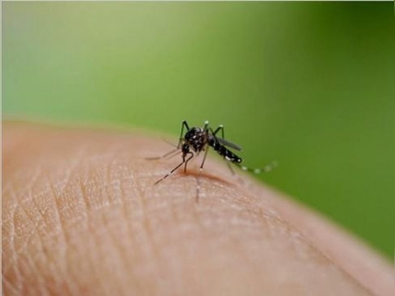 Bangladesh dengue outbreak worsens as 52 die in just 13 days