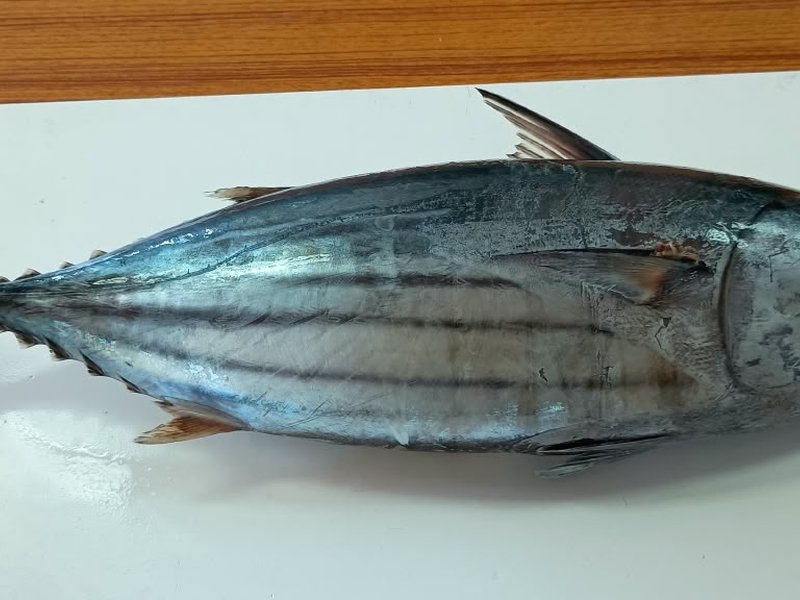 Tuna caught in Indian waters safe to eat: CMFRI