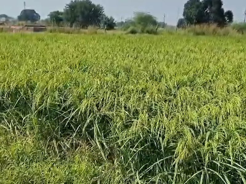 रबी फसलों के एमएसपी में बढ़ोतरी का किसानों ने किया स्वागत, बेहतर आय की उम्मीद