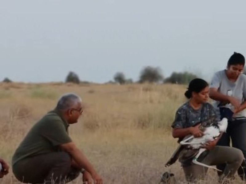 No words of praise enough for them: Bhupender Yadav praises scientists after Great Indian Bustards release