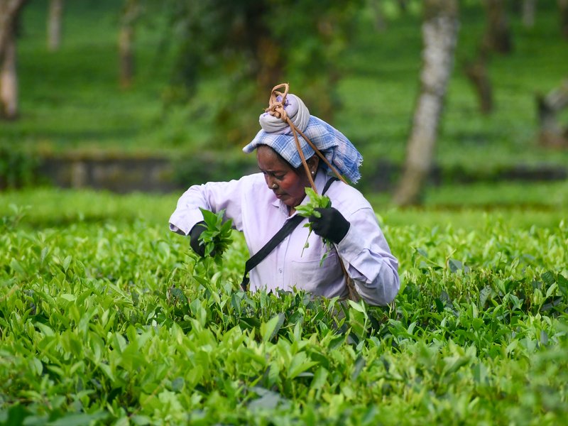 India's farm growth accelerates to 4.5 pc since 2015 as technology reshapes agriculture: Report