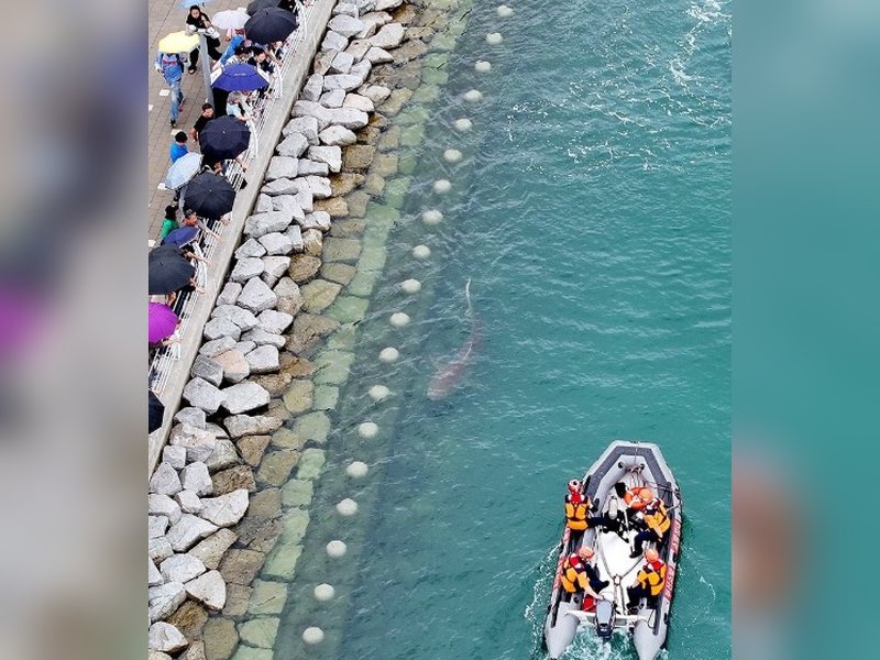 south korean Shark
