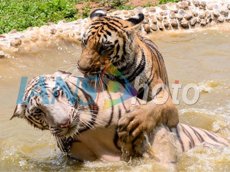 Into the wild: A journey through India’s tiger reserves