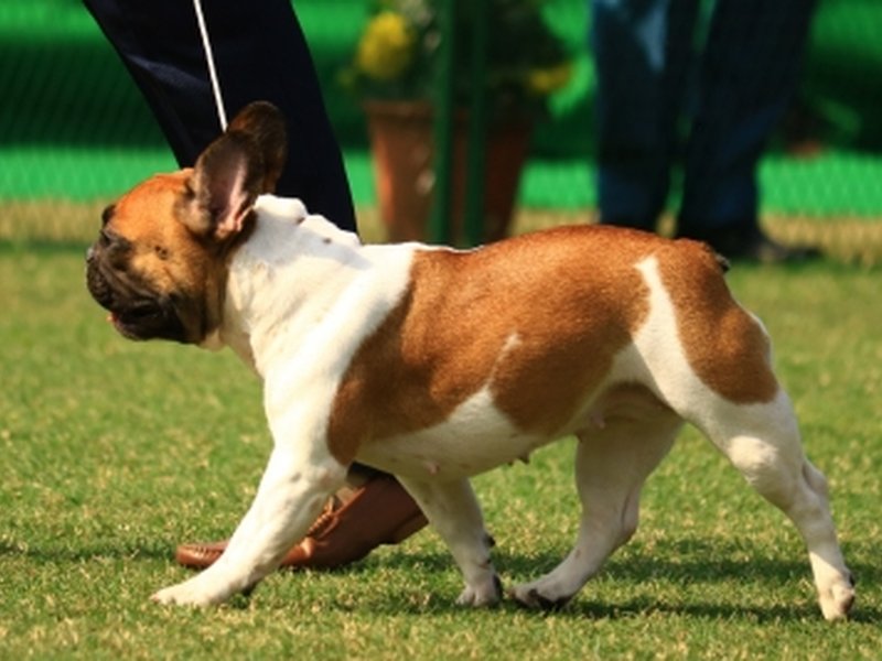 Bengal to soon have 375 fair price medicine shops for pet animals, birds