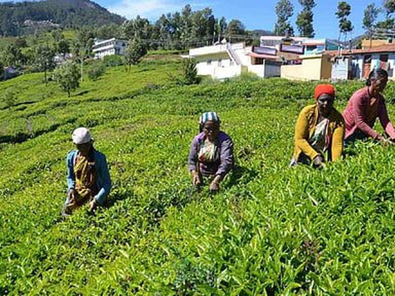FSSAI proposes science-based pesticide residue limits for tea