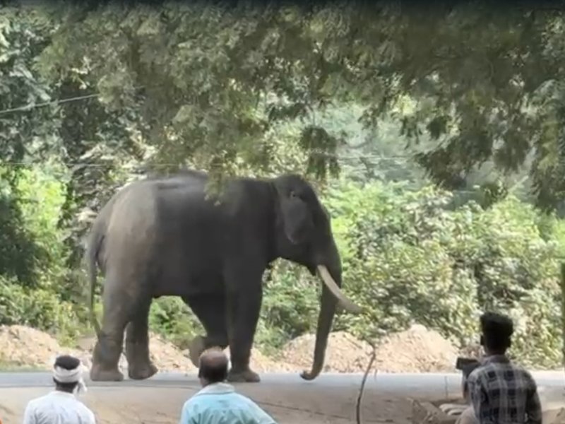 Elephant seriously injures mahout, creates panic in Varanasi's Ramnagar; over 200 police personnel deployed