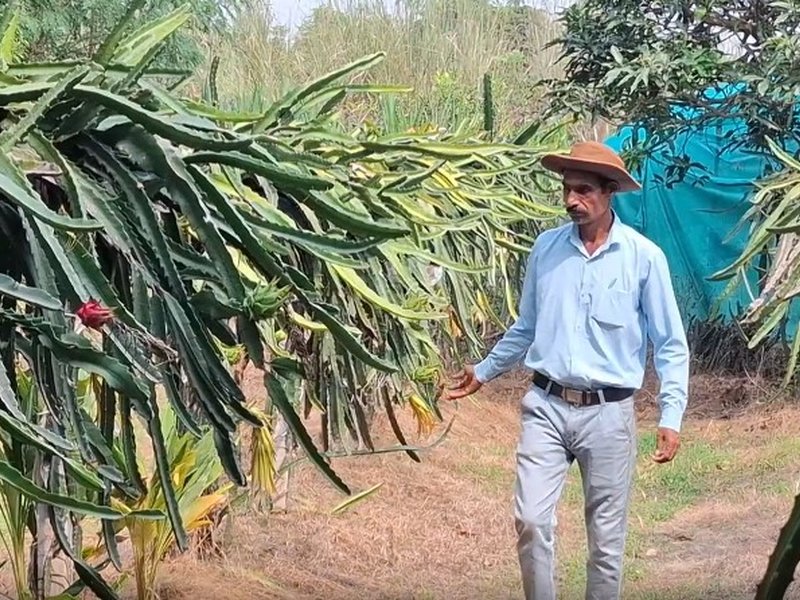 Dragon Fruit farming takes root in J&K's Samba, inspires farmers to diversify crops