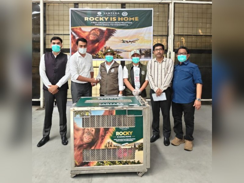 Baby Orangutan Rescued in India Repatriated to Indonesia 