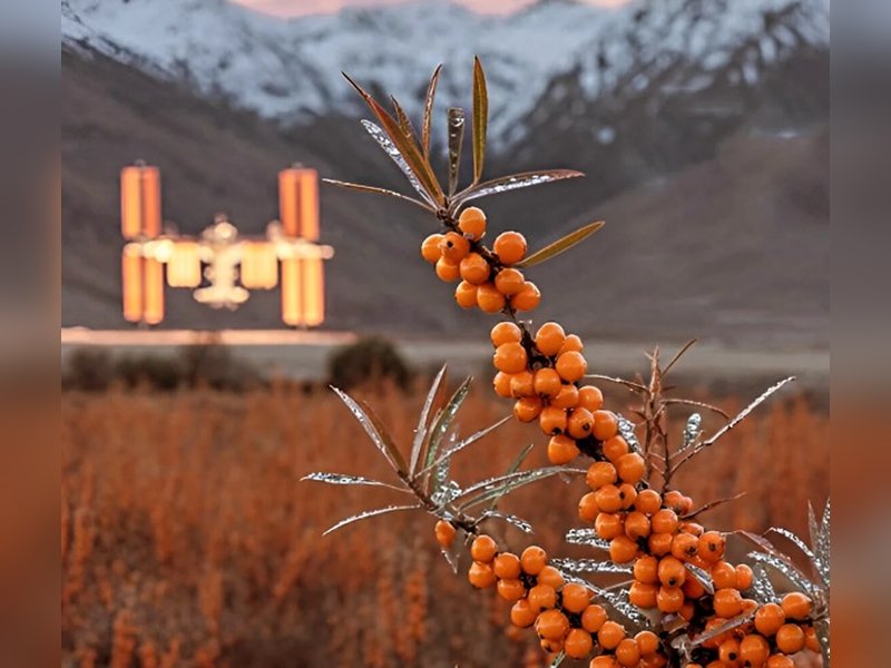 Piyush Goyal highlights GI-tagged sea buckthorn, calls 'Ladakh Gold'