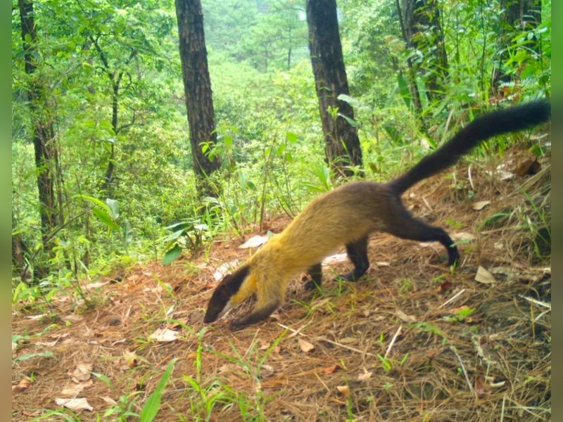 Critically endangered Chinese Pangolin captured by WII camera traps near Shillong (Photo: IANS)