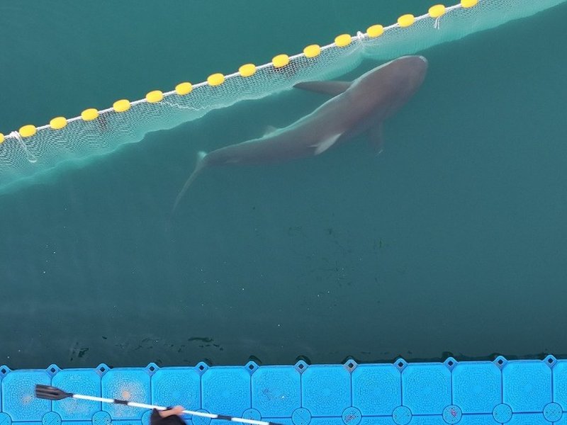Shark returns to Canal