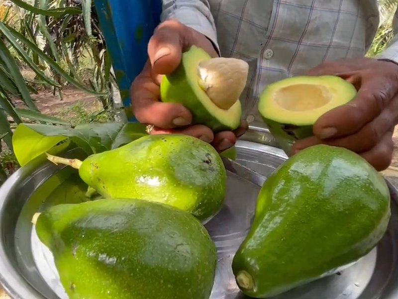 गुजरात के किसान दानुभाई  ने एवोकाडो खेती से बढ़ाई आय, आधुनिक तकनीक से कमा रहे लाखों रुपए 