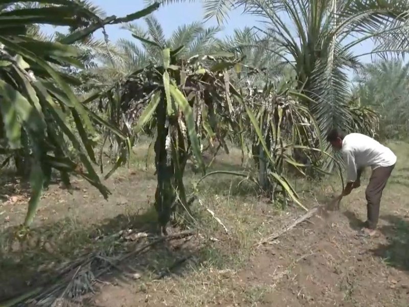 In Gujarat village, one farmer's avocado crop draws fellow cultivators